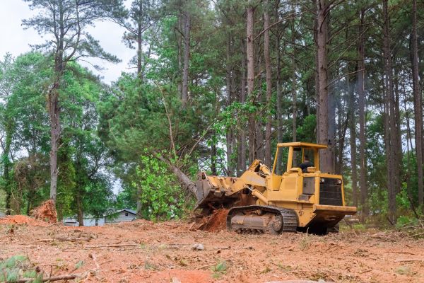 Forestry Clearing in Garner