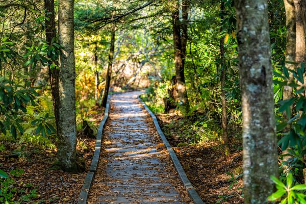 Trail Clearing in Garner